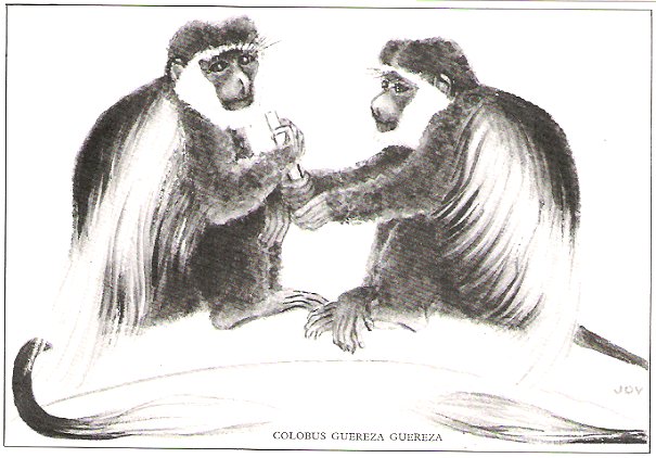 Card_Colobus_Monkies_Joy_Painting_150.jpg (59370 bytes)