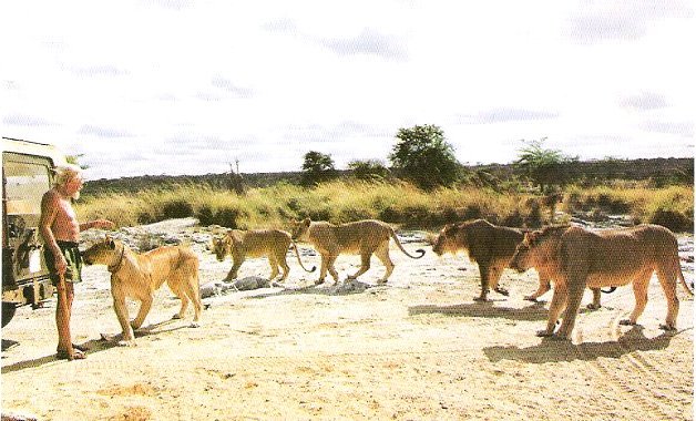 Card_GeorgeAdamson_Lions_StayingFree_482_Cr.jpg (77194 bytes)