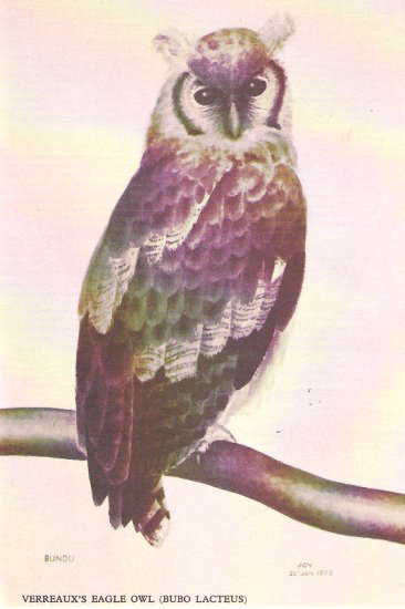 Card_Verreaux_Eagle_Owl_Joy_Painting_550.jpg (36909 bytes)