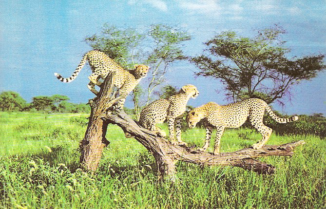Postcard_Cheetahs_ElsaAppealFund_Color.jpg (143155 bytes)