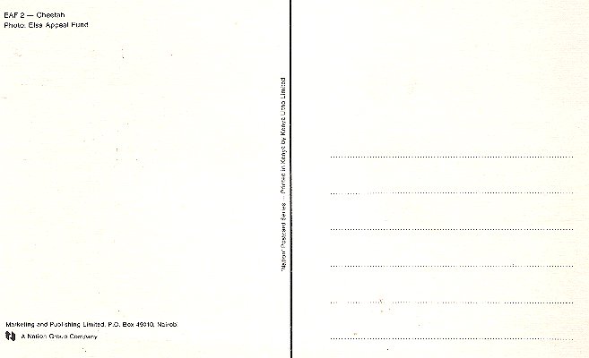Postcard_Cheetahs_ElsaAppealFund_Color_Back.jpg (22635 bytes)